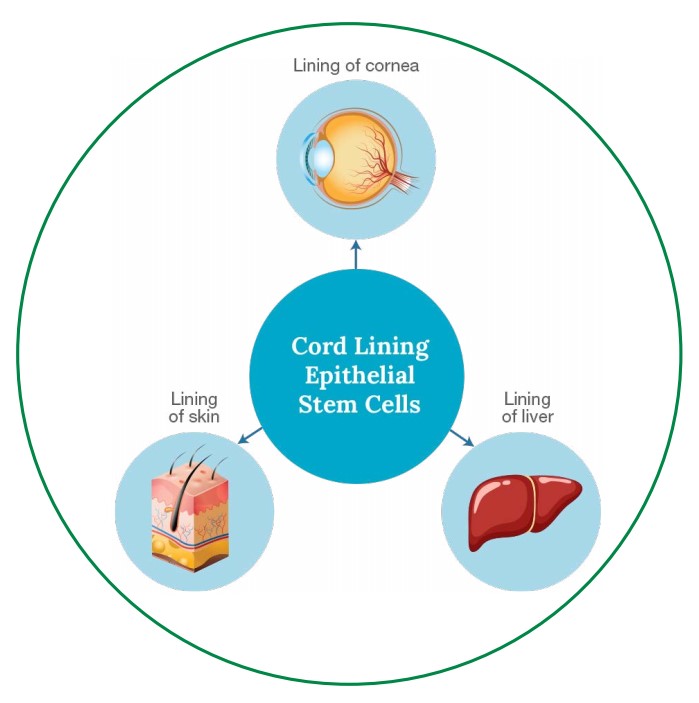 Cord Lining Epithelial Stem Cells (CLESC)