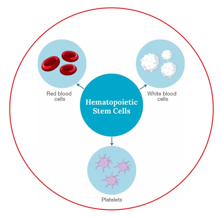 Hematopoietic Stem Cells (HSC) 