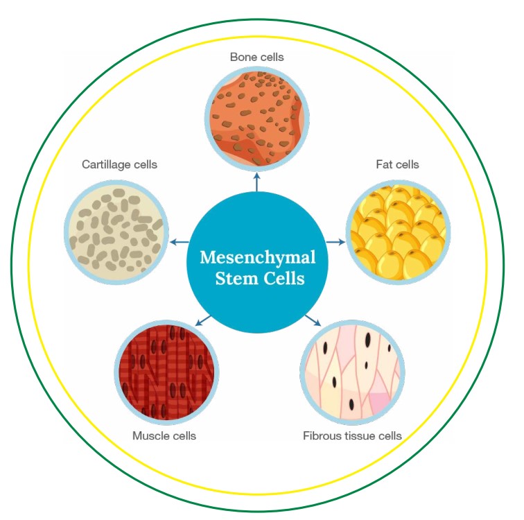 Mesenchymal Stem Cells (MSC)