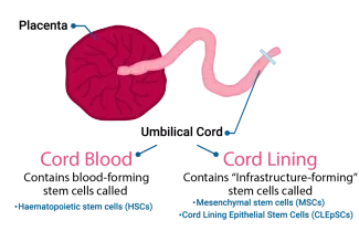 Umbilical Cord Blood and Cord Lining 